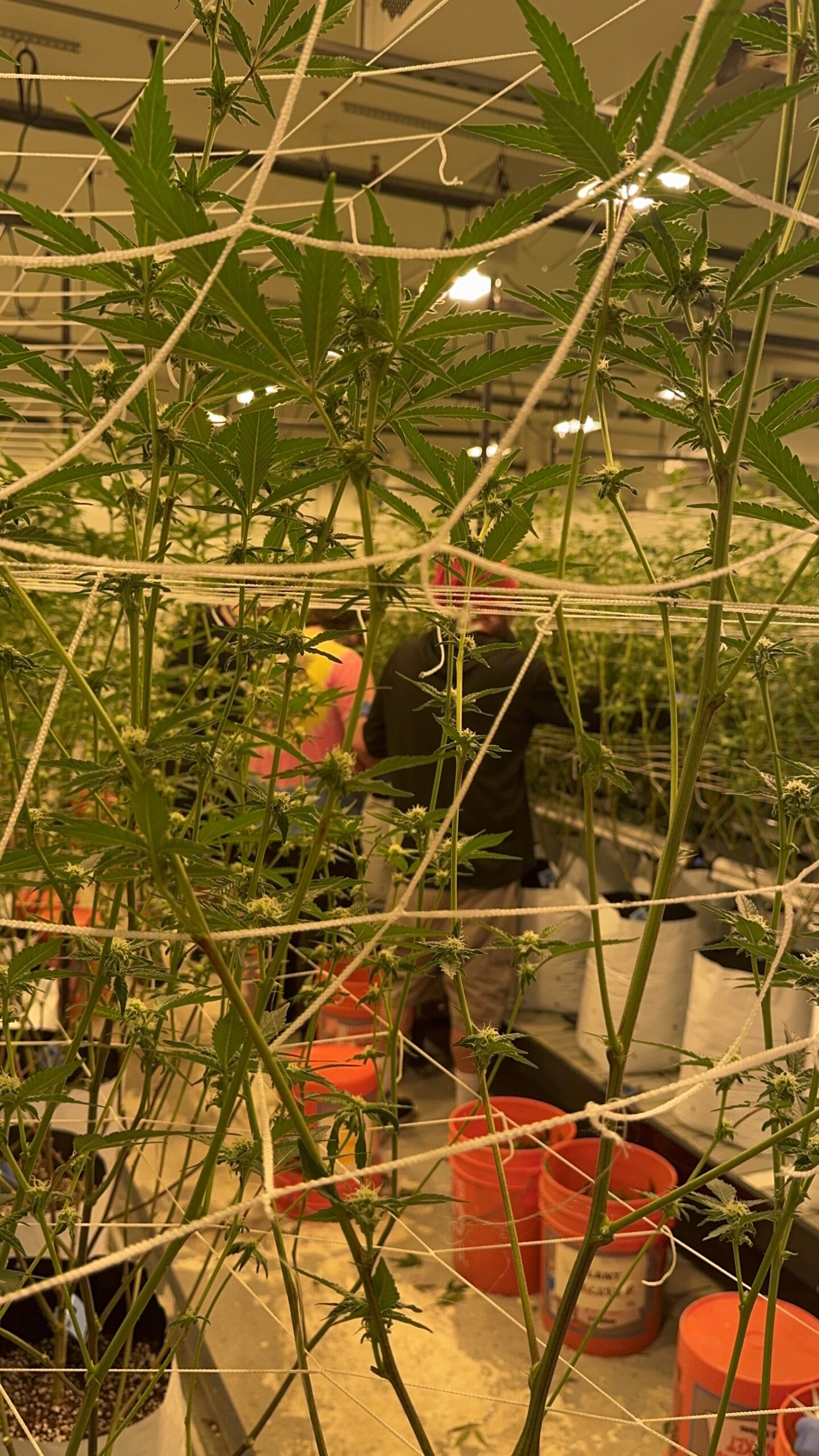IMG_3237 Needles Dispensary Cannabis grow