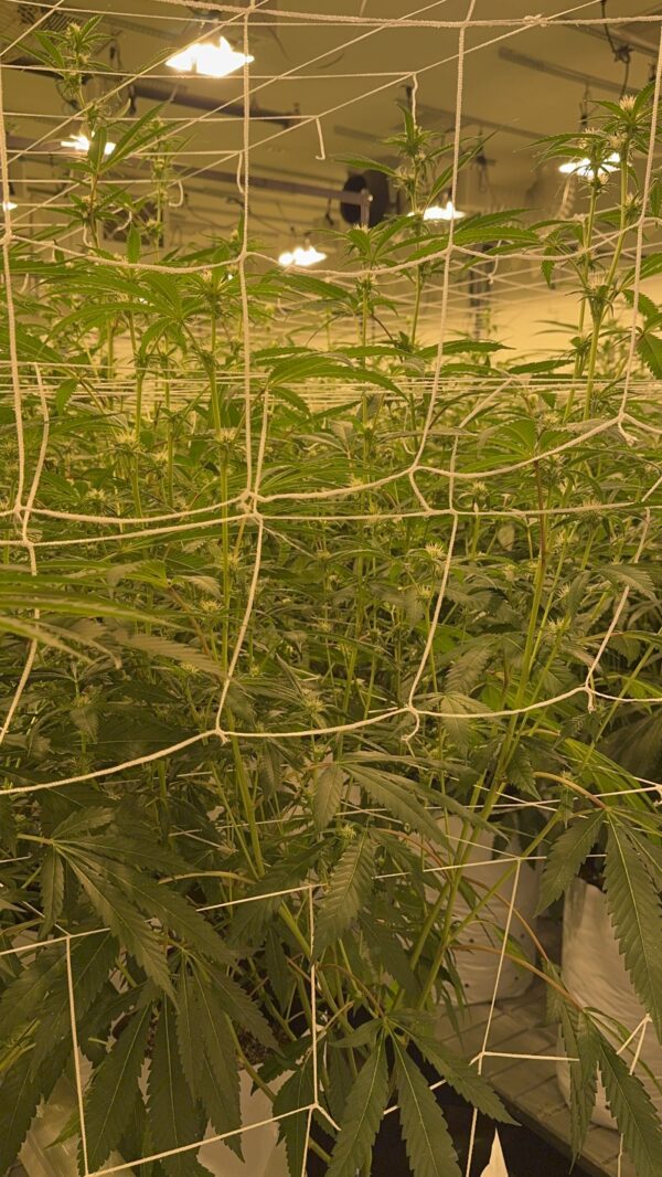 Dispensary near me in needles