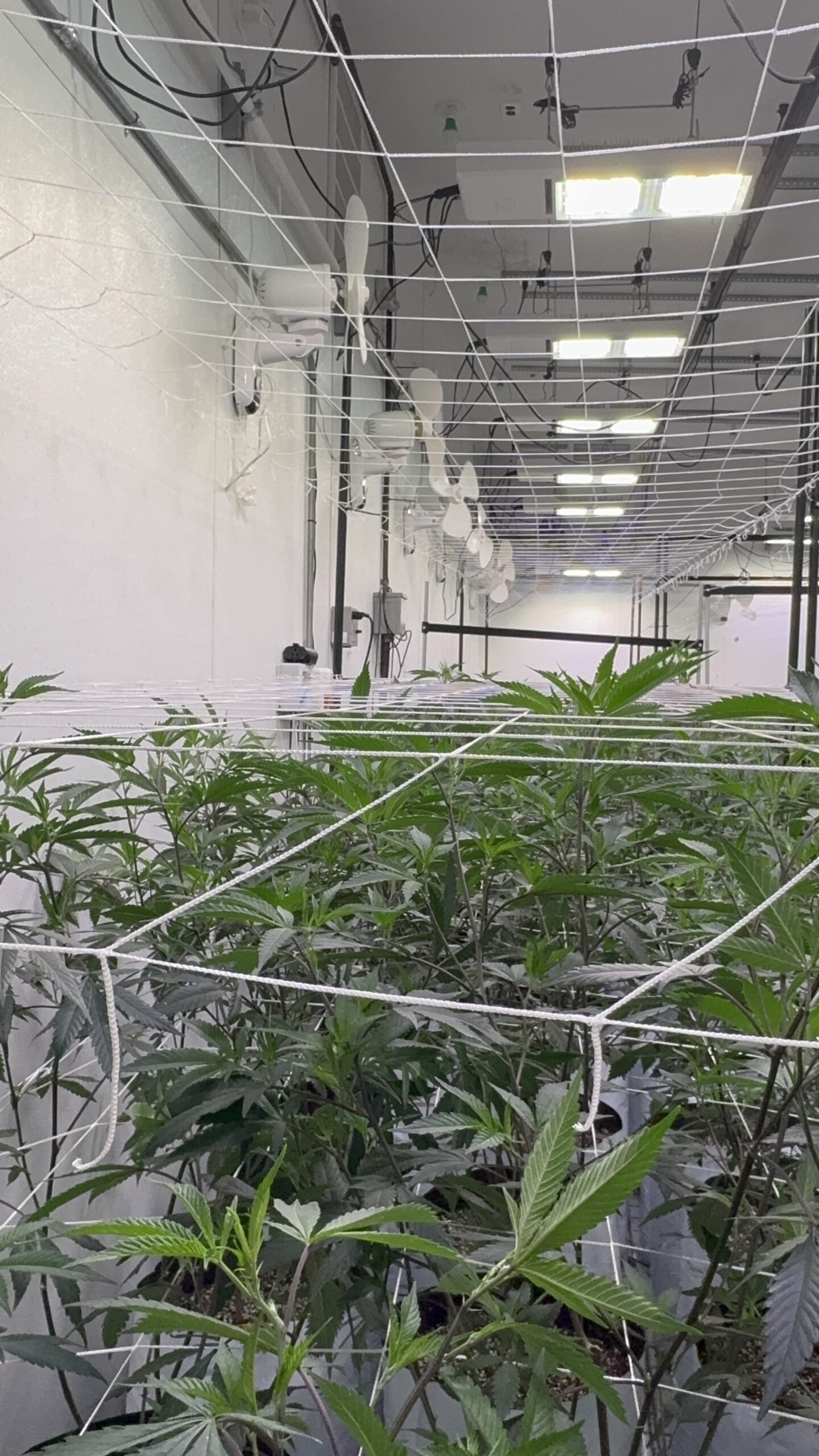 Needles Ca Dispensary near me fresh growing cannabis